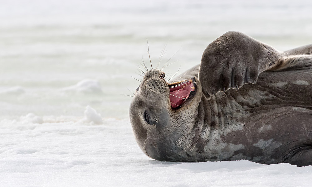 Weddell Seal