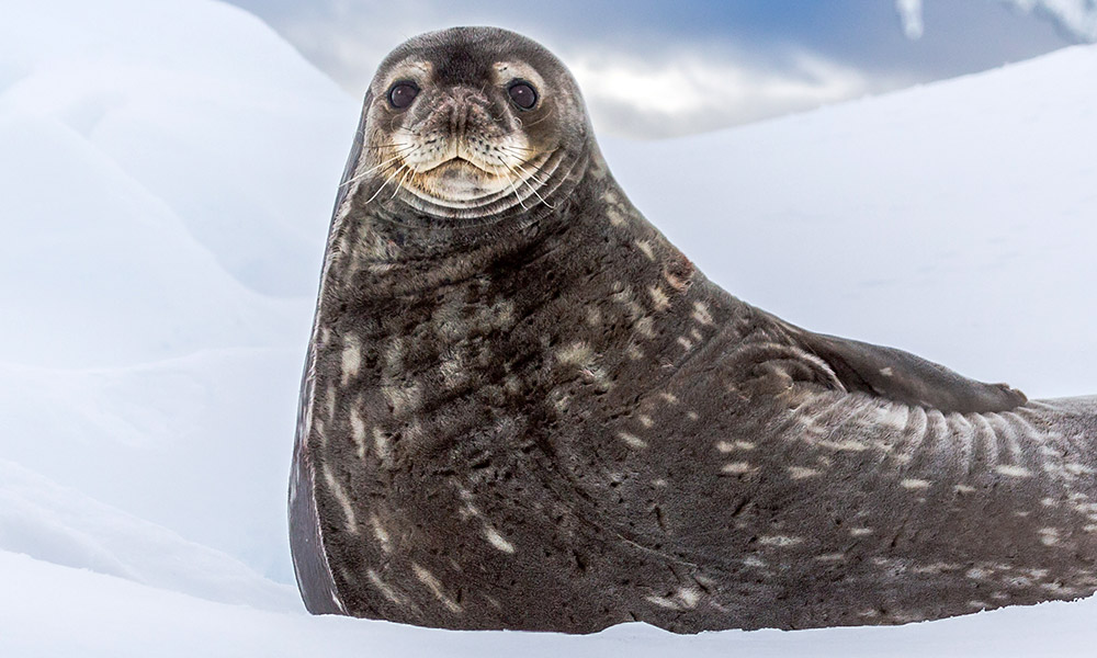 Weddell Seal