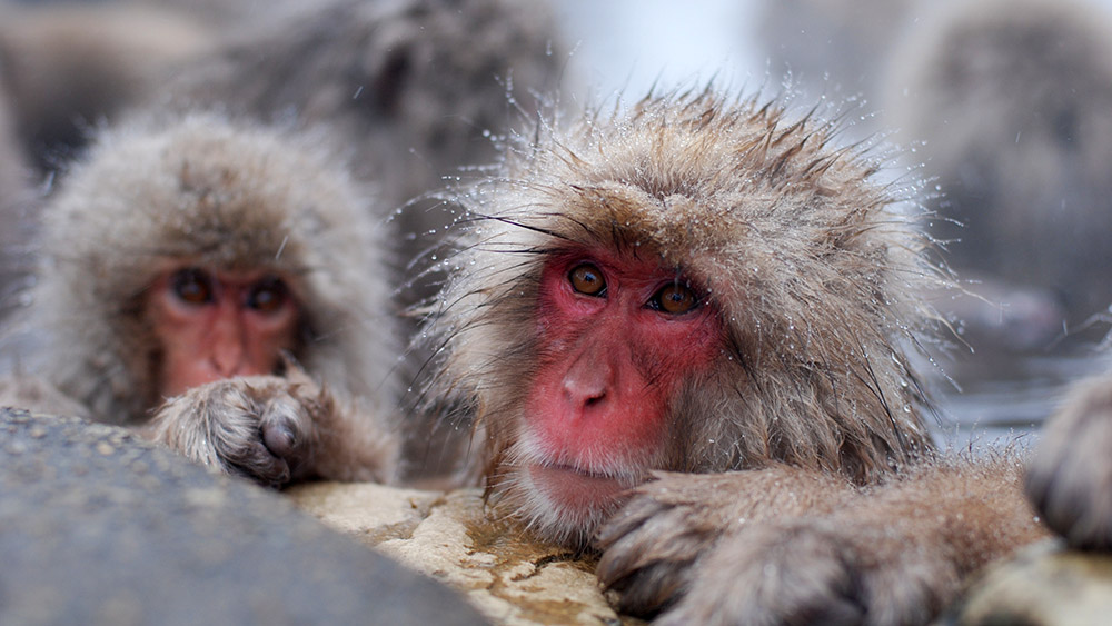 The snow monkeys on Nagano - accessible via an easy day trip