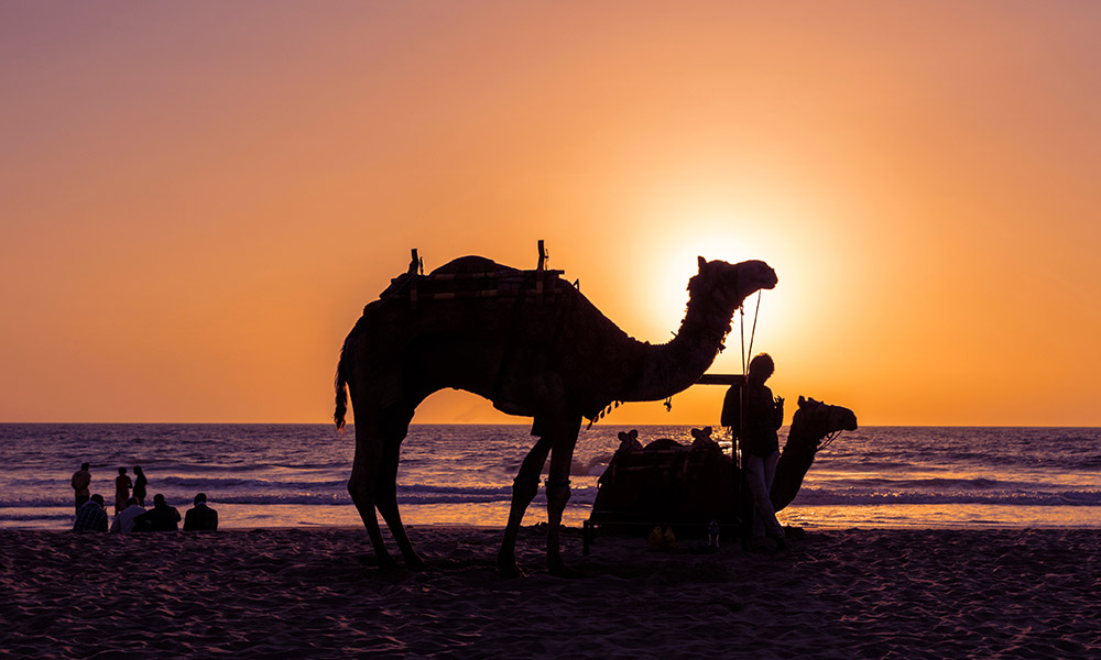 Camels on Cable Beach at sunset