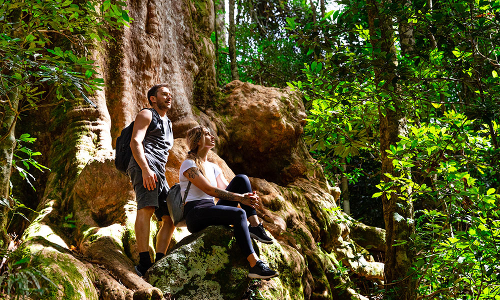 Bushwalkers in the Gold Coast hinterland